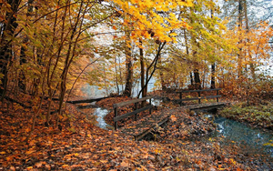 hd-herfst-wallpaper-met-herfst-in-het-bos-met-overal-herfstblader