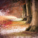 hd-herst-wallpaper-met-bomen-vol-met-herfstbladeren-achtergrond-f
