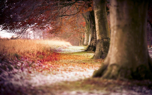 hd-herst-wallpaper-met-bomen-vol-met-herfstbladeren-achtergrond-f