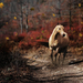 hd-paarden-wallpaper-met-een-paard-op-een-bospad-met-op-de-achter