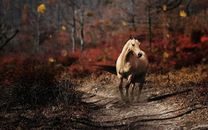 hd-paarden-wallpaper-met-een-paard-op-een-bospad-met-op-de-achter
