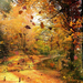 hd-prachtige-herfst-achtergrond-met-bomen-en-een-weg-bezaaid-met-