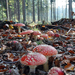 hd-achtergrond-met-rode-paddenstoelen-en-herfstbladeren-hd-herfst