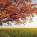 hd-herfst-achtergrond-met-een-grote-boom-met-herfstbladeren-hd-he