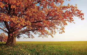 hd-herfst-achtergrond-met-een-grote-boom-met-herfstbladeren-hd-he