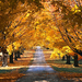hd-herfst-achtergrond-met-een-weg-tussen-de-bomen-door-hd-herfst-