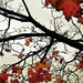 hd-herfst-achtergrond-met-herfstbladeren-aan-de-boom-hd-herfst-wa