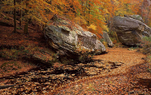 hd-herfst-achtergrond-met-herfstbladeren-in-het-water-hd-herfst-w