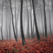 hd-herfst-achtergrond-met-herfst-in-het-bos-hd-herfst-wallpaper-f
