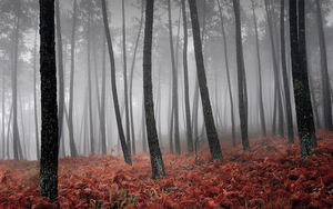 hd-herfst-achtergrond-met-herfst-in-het-bos-hd-herfst-wallpaper-f