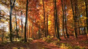 hd-herfst-achtergrond-met-herfst-in-het-bos-met-overal-herfstblad