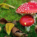 hd-herfst-achtergrond-met-paddenstoelen-en-herfstbladeren-hd-herf