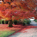 hd-herfst-bureaublad-achtergrond-met-een-grote-boom-met-herfstbla