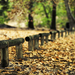 hd-herfst-bureaublad-achtergrond-met-veel-herfstbladeren-op-de-gr