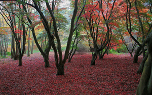 hd-herfst-wallpaper-met-bomen-met-rode-herfstbladeren-op-de-grond