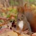 hd-herfst-wallpaper-met-een-eekhoorn-tussen-de-herfstbladeren-ach