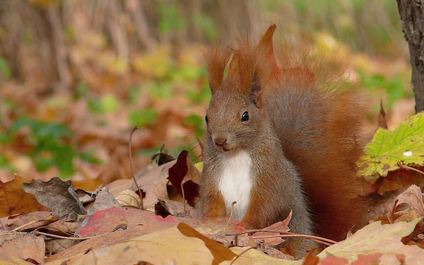 hd-herfst-wallpaper-met-een-eekhoorn-tussen-de-herfstbladeren-ach