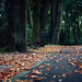 hd-herfst-wallpaper-met-herfstbladeren-op-de-weg-hd-herfst-achter