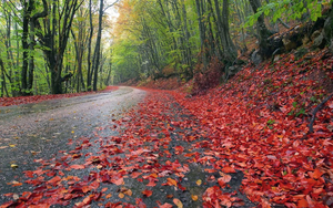 rode-herfstbladeren-aan-de-kant-van-de-weg-hd-herfst-achtergrond