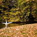 wallpaper-met-een-zwaan-in-het-water-en-herfstbladeren-op-de-kant