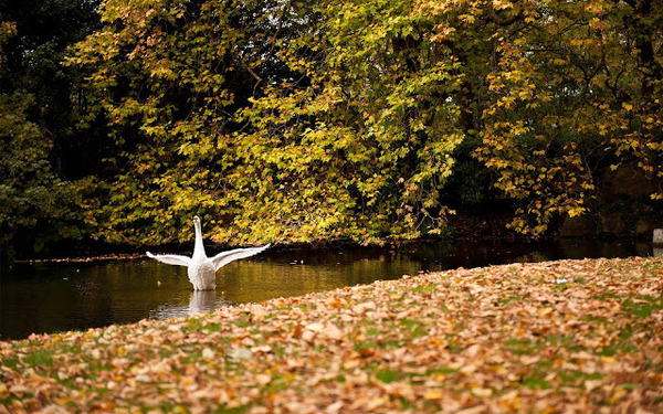 wallpaper-met-een-zwaan-in-het-water-en-herfstbladeren-op-de-kant