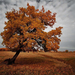 wallpaper-van-een-boom-met-bruine-herfstbladeren-hd-herfst-achter