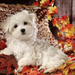 foto-van-een-maltezer-tussen-de-herfstbladeren-hd-herfst-wallpape