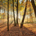 foto-van-herfst-in-het-bos-en-de-zon-schijnt-door-de-bomen
