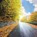 gele-herfstbladeren-aan-de-kant-van-de-weg-hd-herfst-achtergrond
