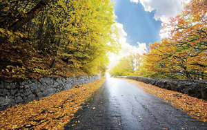 gele-herfstbladeren-aan-de-kant-van-de-weg-hd-herfst-achtergrond