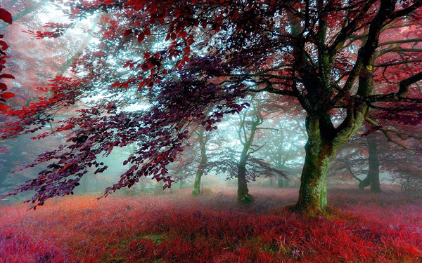 grote-boom-met-rode-herfstbladeren