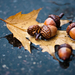 herfst-achtergrond-met-een-herfstblad-en-eikels-in-een-waterplas