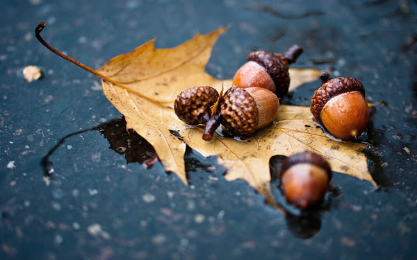 herfst-achtergrond-met-een-herfstblad-en-eikels-in-een-waterplas