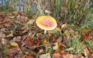 herfst-achtergrond-met-een-paddenstoel-tussen-de-herfstbladeren