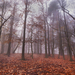 in-het-bos-met-herfst-en-regen-hd-herfst-achtergrond