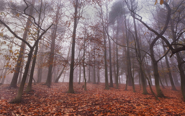 in-het-bos-met-herfst-en-regen-hd-herfst-achtergrond