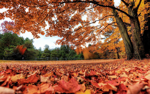 mooie-herfst-achtergrond-met-de-grond-bezaaid-met-herfstbladeren