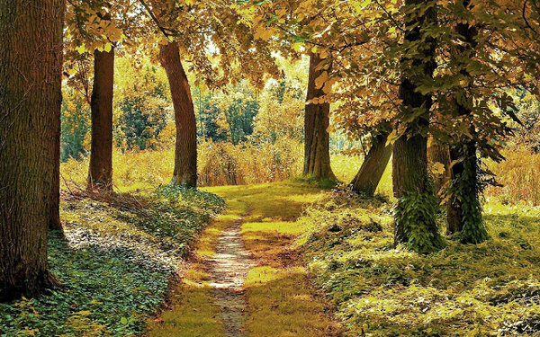 prachtige-herfst-achtergrond-met-bomen-met-herfstbladeren