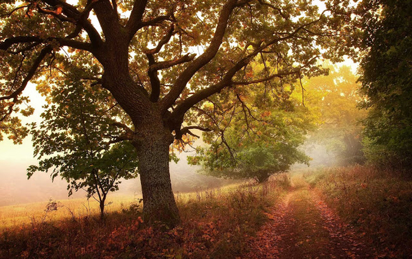 prachtige-herfst-foto-met-bomen-langs-de-kant-van-de-weg-hd-herfs