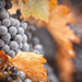 achtergrond-met-druiven-en-herfstbladeren