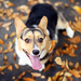 achtergrond-van-een-hond-en-herfstbladeren