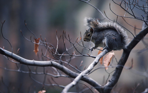 dieren-achtergrond-met-een-eekhoorn-op-een-tak-in-de-herfst