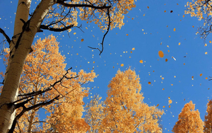 dwarrelende-herfstbladeren-vallen-van-de-bomen-hd-herfst-achtergr