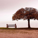 een-boom-met-herfstbladeren-en-de-zee-in-de-verte-hd-herfst-wallp
