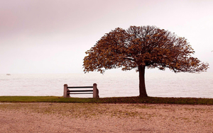 een-boom-met-herfstbladeren-en-de-zee-in-de-verte-hd-herfst-wallp