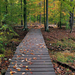 een-houten-stijger-met-herfstbladeren-en-bomen-op-de-achtergrond