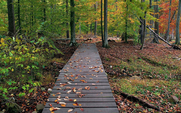 een-houten-stijger-met-herfstbladeren-en-bomen-op-de-achtergrond