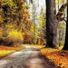 foto-herfst-park-bankje-dikke-bomen-herfstbladeren-hd-herfst-wall