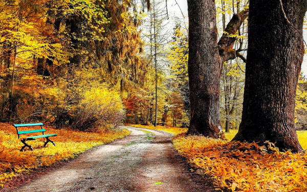 foto-herfst-park-bankje-dikke-bomen-herfstbladeren-hd-herfst-wall