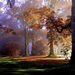 foto-met-grote-bomen-in-het-park-tijdens-de-herfst-met-veel-herfs